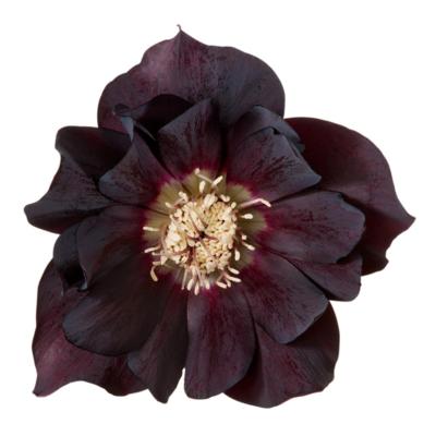 helleborus-orientalis-manon