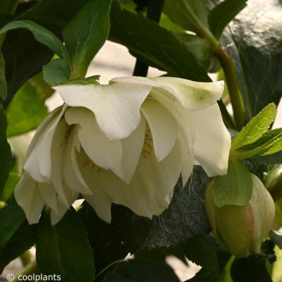 helleborus-orientalis-micaela