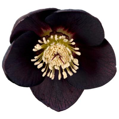 helleborus-orientalis-naomi