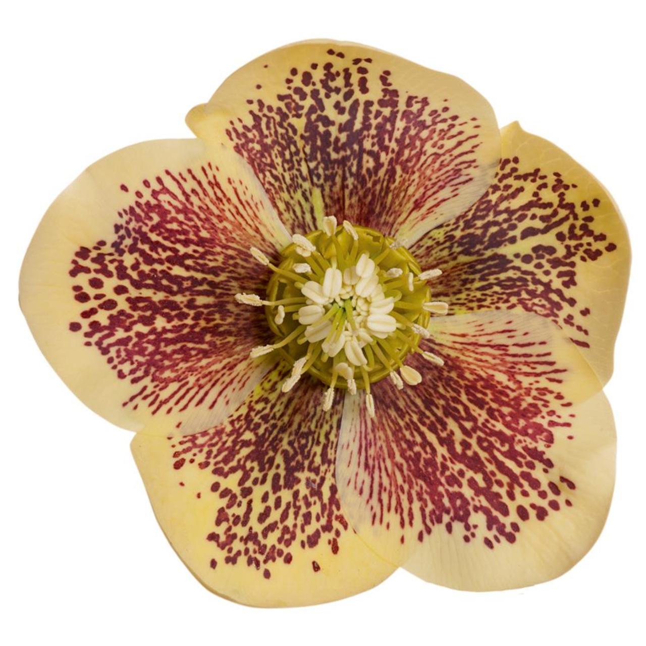 helleborus-orientalis-orpa Helleborus orientalis 'Orpa' plant