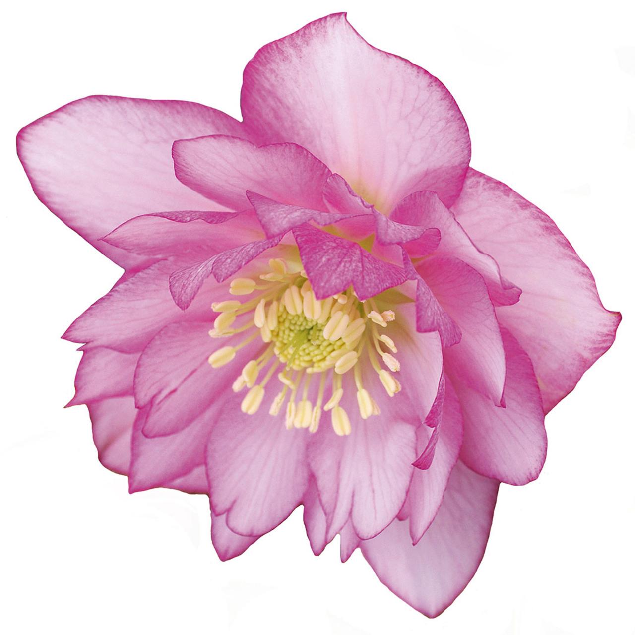 helleborus-orientalis-prisca Helleborus orientalis 'Prisca' plant