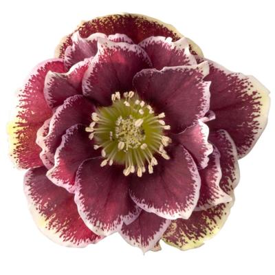 helleborus-orientalis-rubina