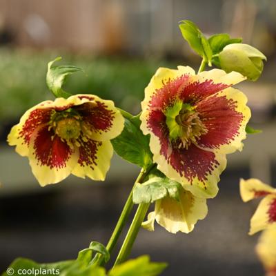 helleborus-orientalis-serafina