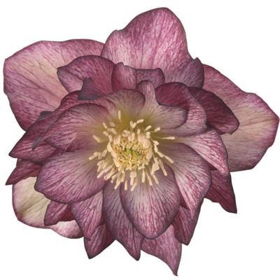 helleborus-orientalis-serah