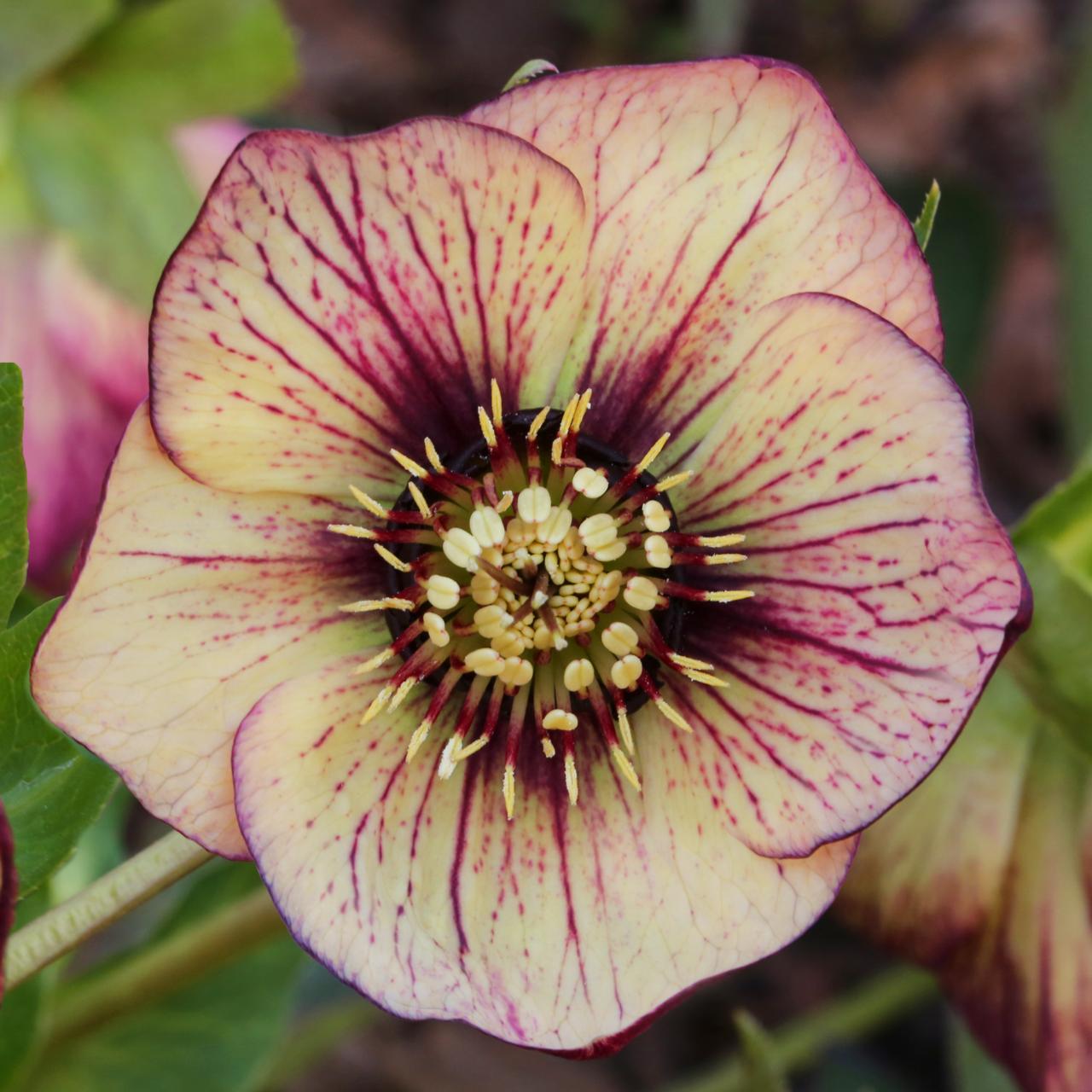 Helleborus orientalis 'SP Anja Oudolf' plant