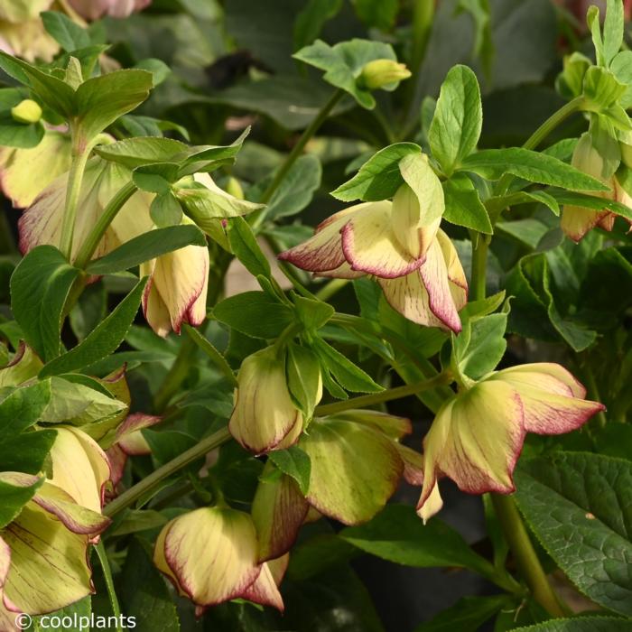 Helleborus orientalis 'Anja Oudolf' plant