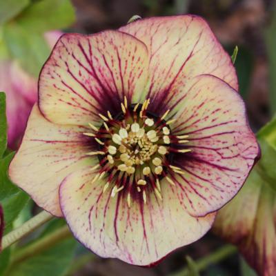 helleborus-orientalis-sp-anja-oudolf