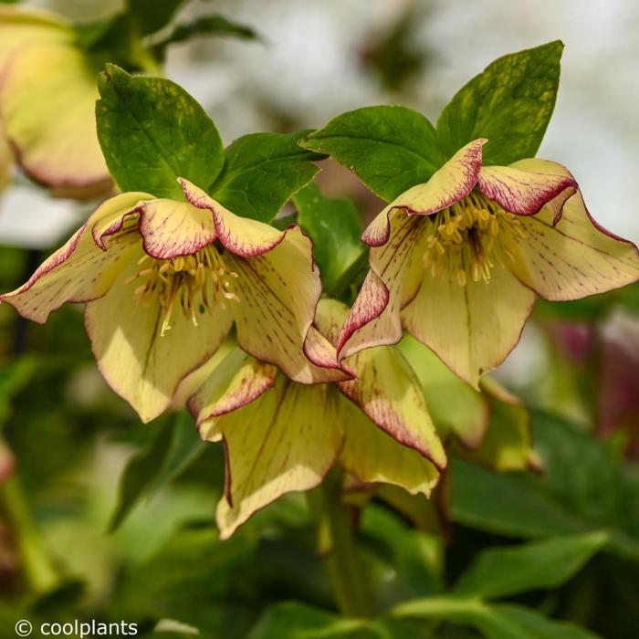 Helleborus orientalis 'Anja Oudolf' plant