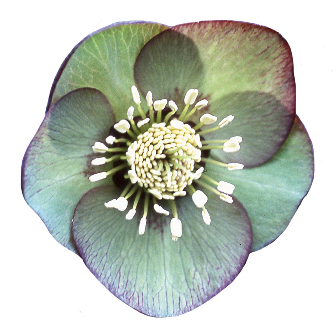 Helleborus orientalis 'Tabita' plant