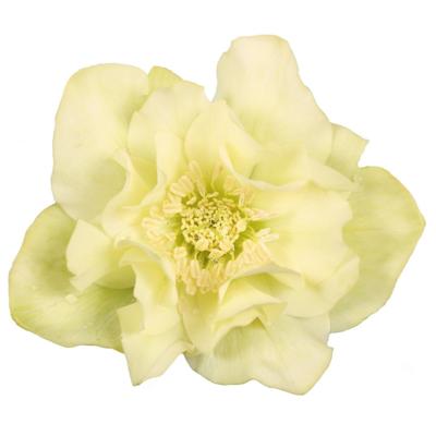 helleborus-orientalis-xanthia