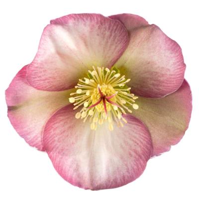 helleborus-pennys-pink