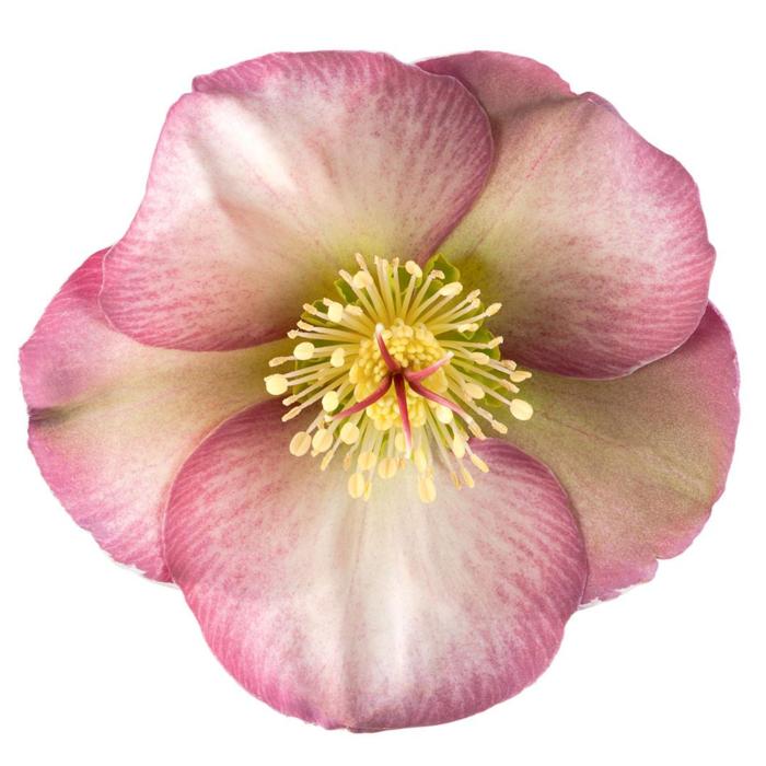 Helleborus 'Penny's Pink' plant