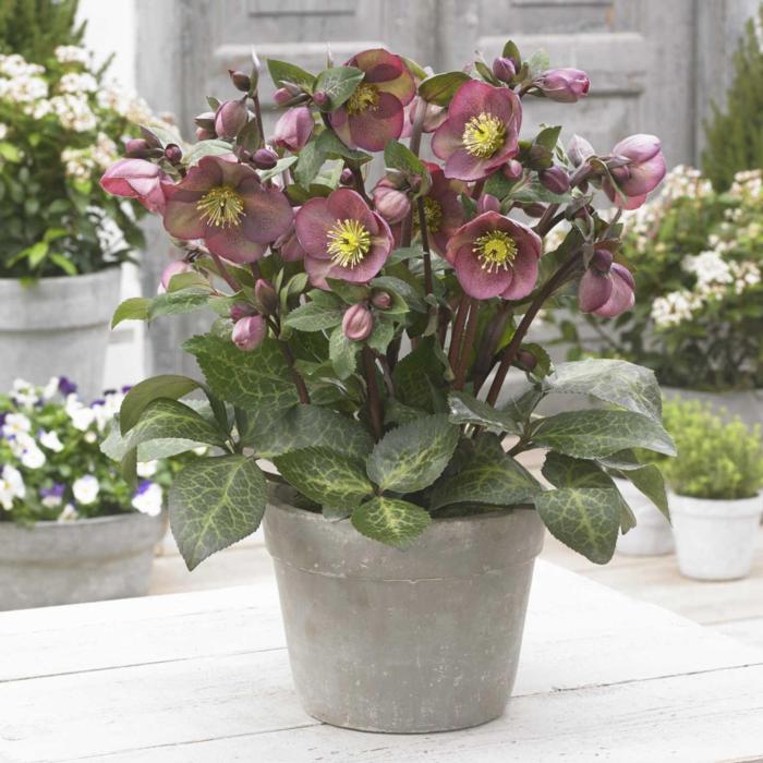 Helleborus 'Pippa's Purple' plant