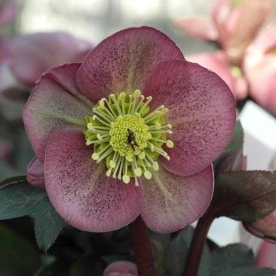 helleborus-pippas-purple