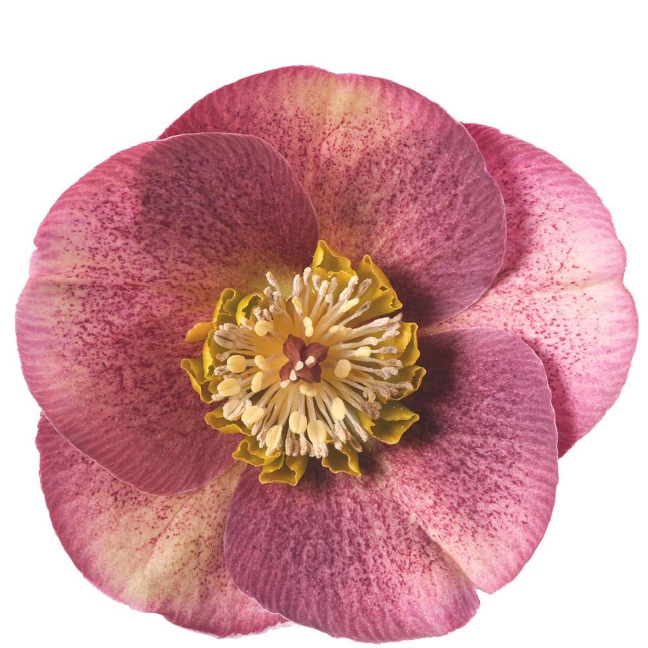 Helleborus 'Reanna’s Ruby' plant