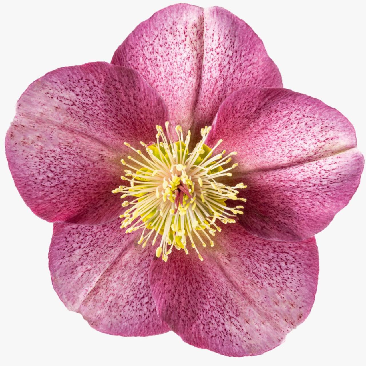 Helleborus 'Rhythm Pink' plant