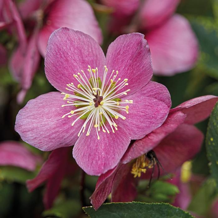 Helleborus 'Sifra' plant