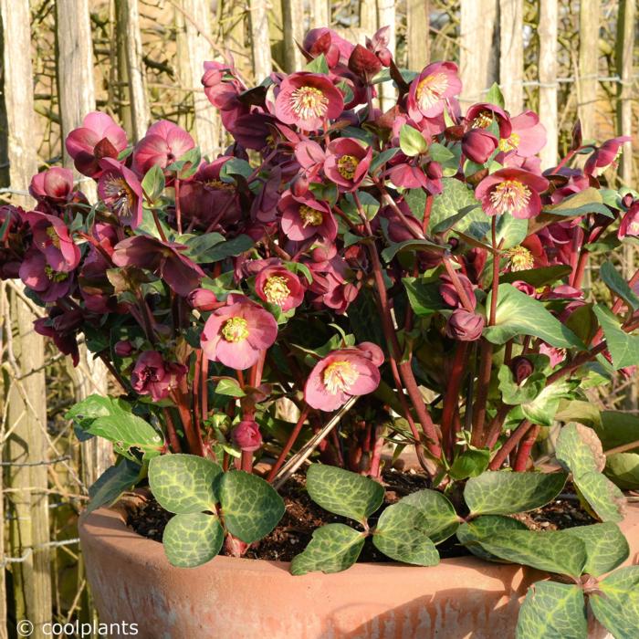 Helleborus 'Vibey Velvet' plant