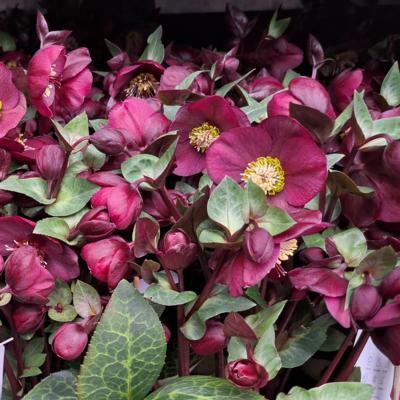 helleborus-vibey-velvet