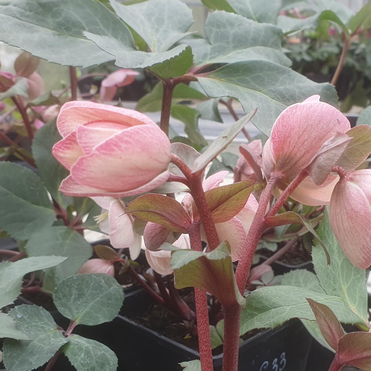 Helleborus x ericsmithii 'Pink Frost' plant