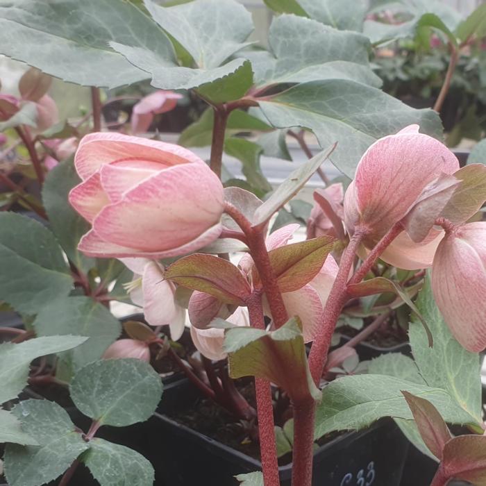 Helleborus x ericsmithii 'Pink Frost'