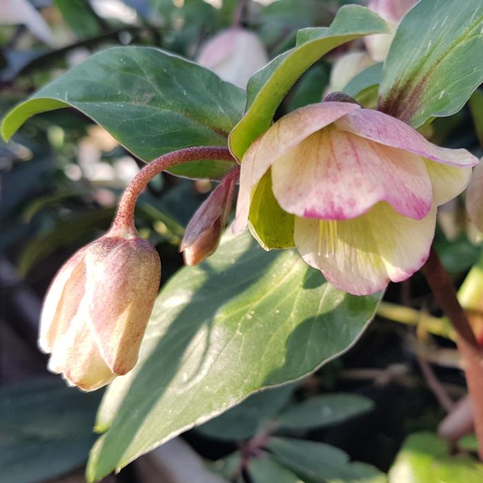 Helleborus x sahinii  'Winterbells' plant