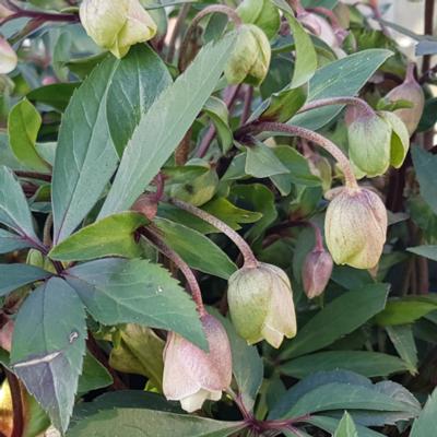 helleborus-x-sahinii-winterbells