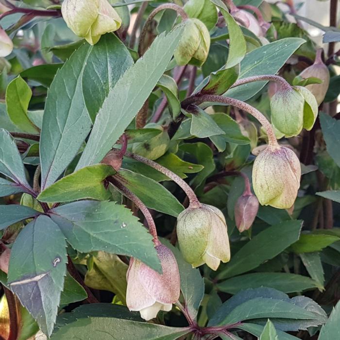 Helleborus x sahinii  'Winterbells' plant