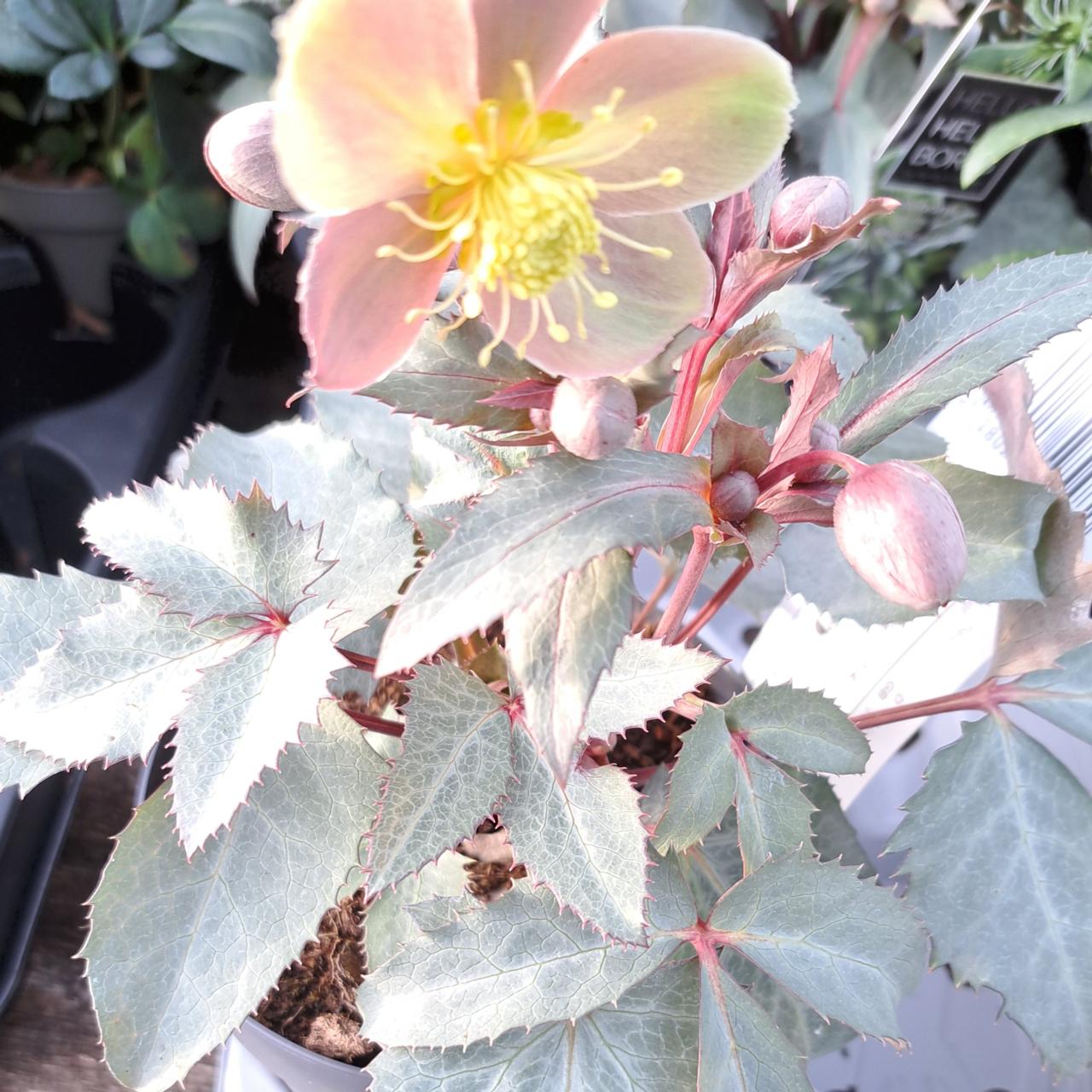 Helleborus x sternii 'Silver Star' plant