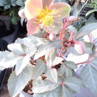 helleborus-x-sternii-silver-star