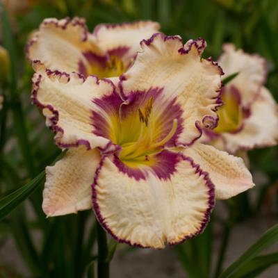 hemerocallis-antique-linen