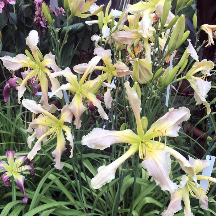 Hemerocallis 'Auyana' plant