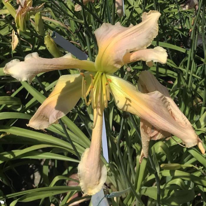 Hemerocallis 'Auyana' plant