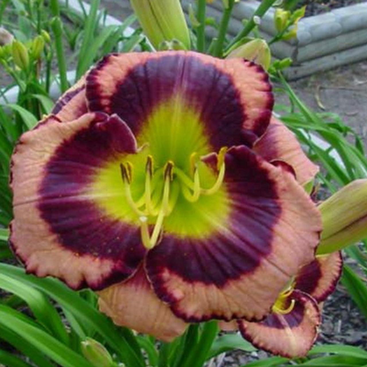 Hemerocallis 'Big City Eye' plant
