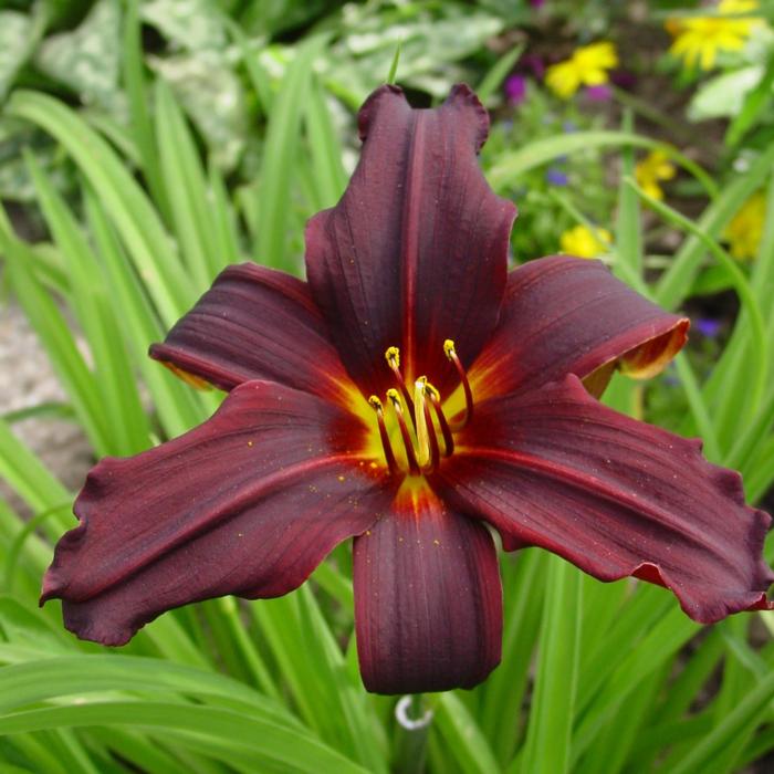 Hemerocallis 'Black Emanuelle' plant