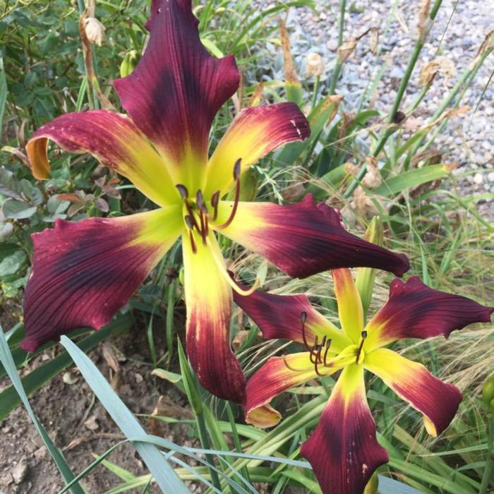 Hemerocallis 'Burgundy Summerbird' plant