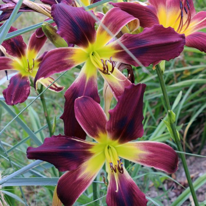 Hemerocallis 'Burgundy Summerbird' plant