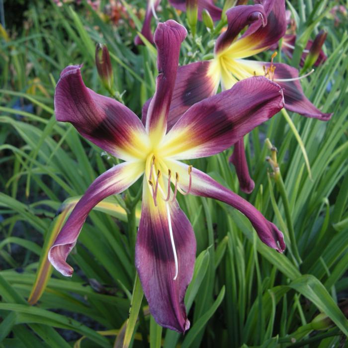 Hemerocallis 'Chokecherry Mountain' plant