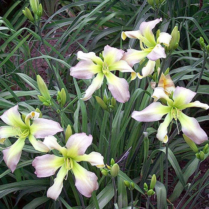 Hemerocallis 'Dancing Summerbird' plant