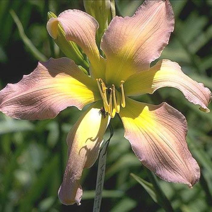Hemerocallis 'Dancing Summerbird' plant