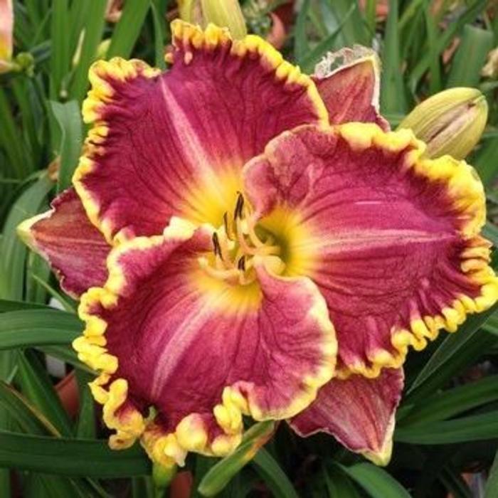 Hemerocallis 'Daria' plant