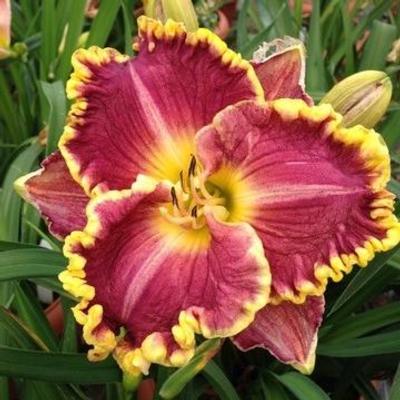 hemerocallis-daria