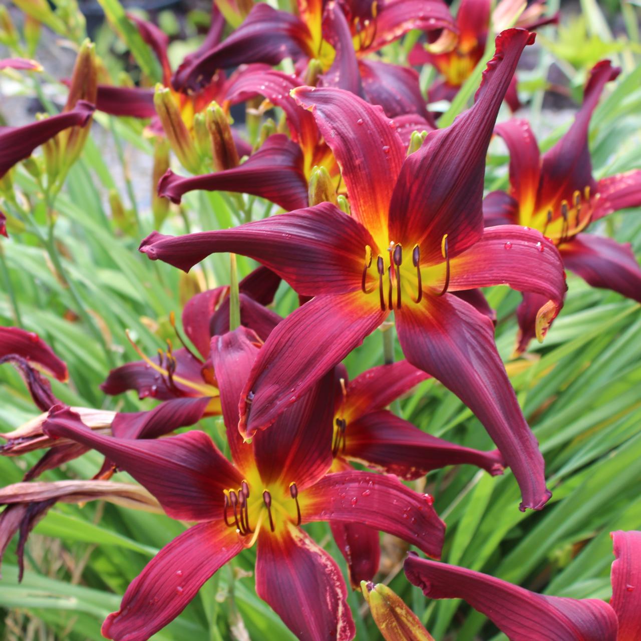 Hemerocallis 'Devon Ruby' plant