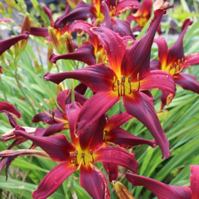 hemerocallis-devon-ruby
