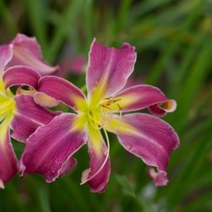 Hemerocallis 'Exotic Spider' plant