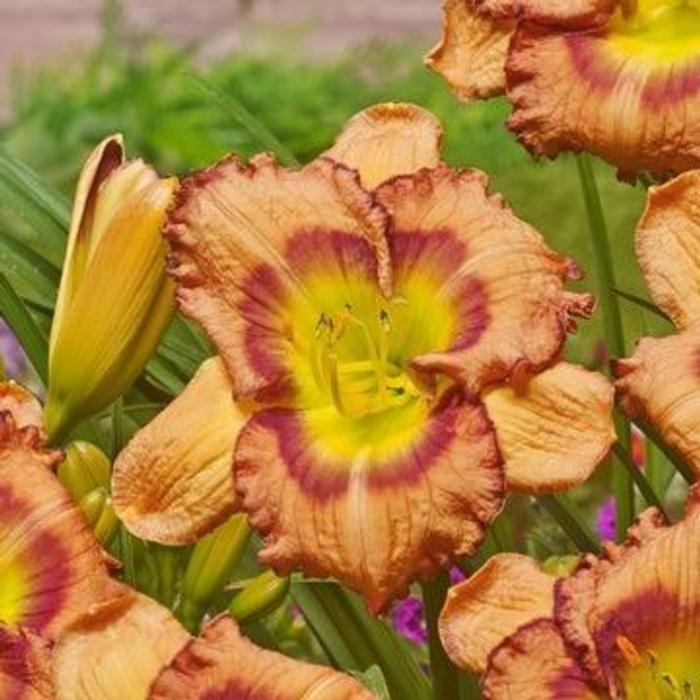 Hemerocallis 'Fruity Kiss' plant