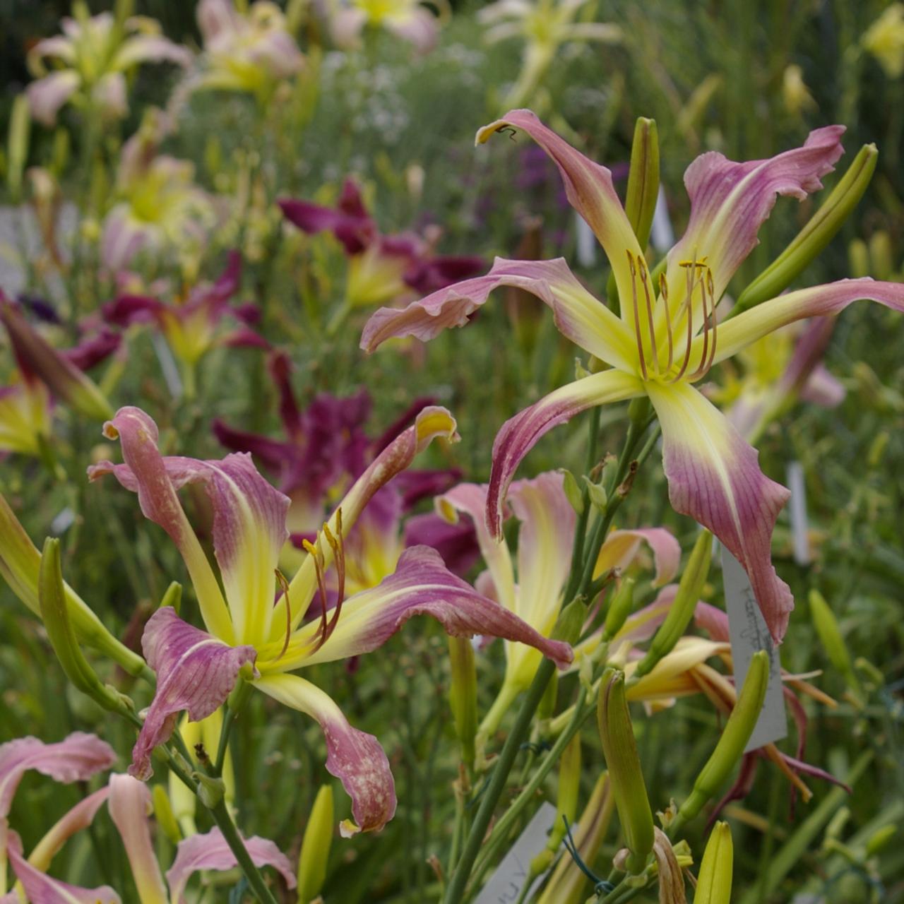 Hemerocallis 'Heron-marked Blade' plant