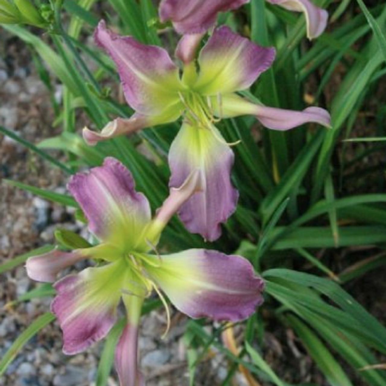 Hemerocallis 'Lady Arden' plant