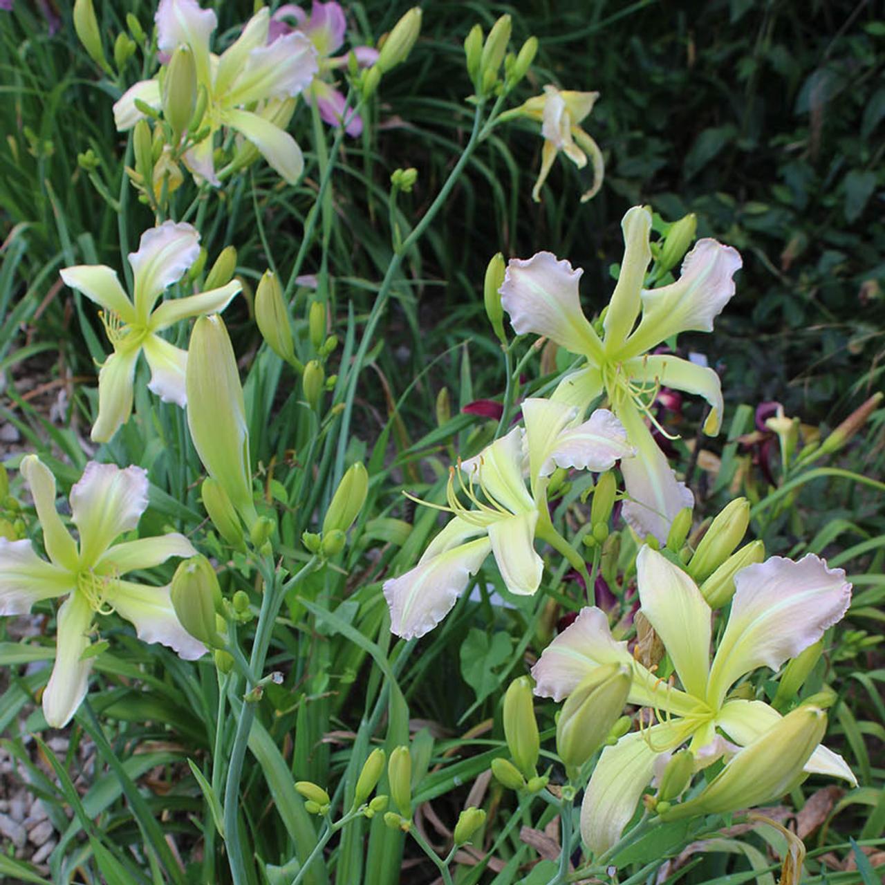 Hemerocallis 'Lady Hawke' plant