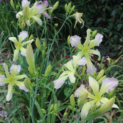 hemerocallis-lady-hawke